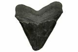 Serrated, Fossil Megalodon Tooth - South Carolina #383643-1